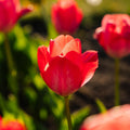 Tulipan 'Van Eijk'