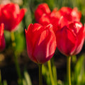 Tulipan 'Van Eijk'