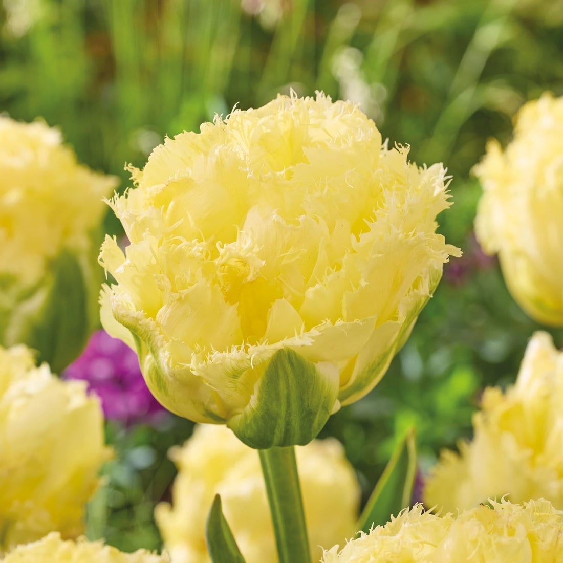 Tulipan 'Vanilla Dance'