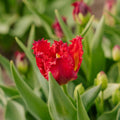 Tulipan 'Versaci'