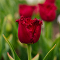 Tulipan 'Versaci'