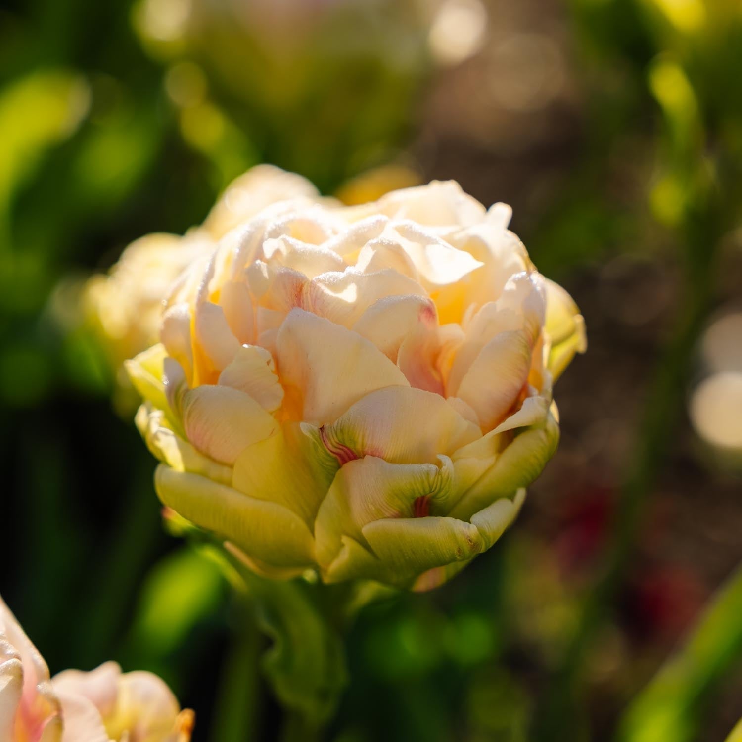 Tulipan 'Wedding Dream'