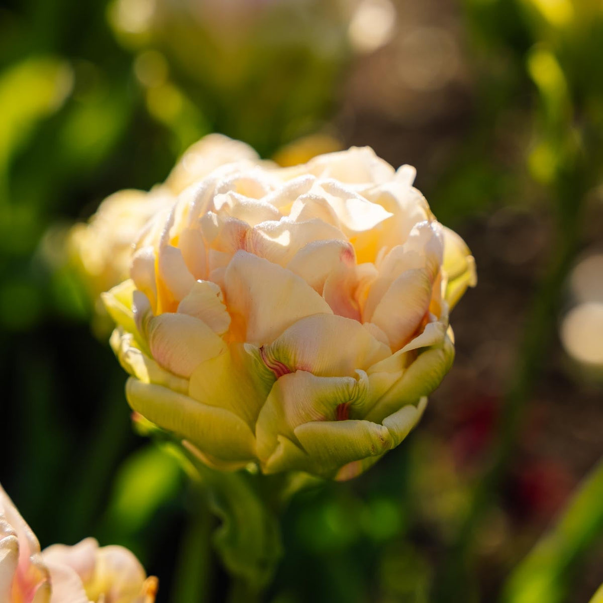 Løglasagne 'Custard Crown'