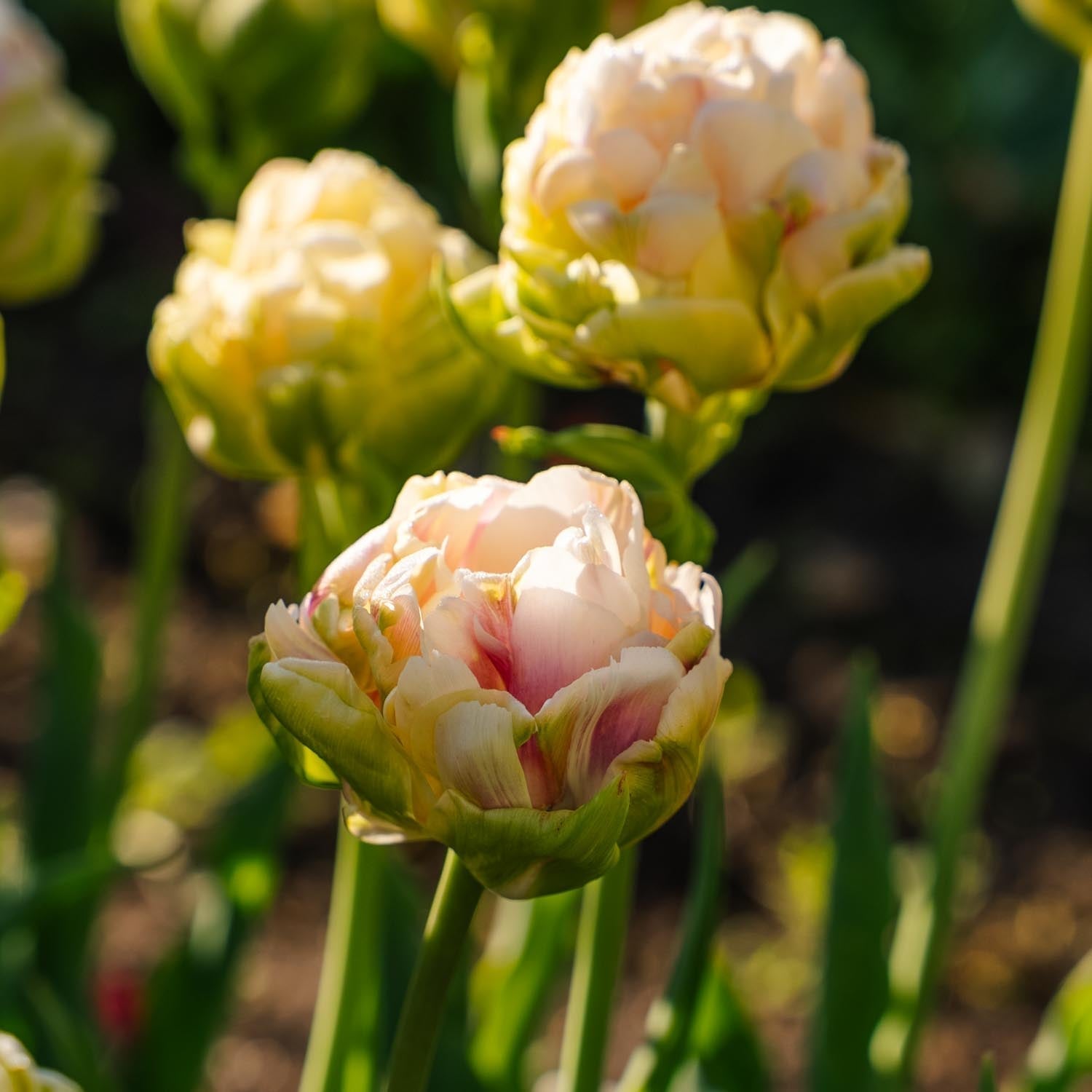 Tulipan 'Wedding Dream'