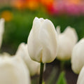 Tulipan 'White Prince'
