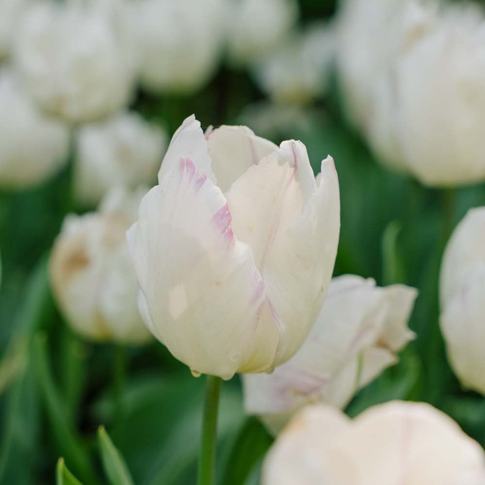 Tulipan 'White Prince'
