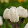Tulipan 'White Prince'