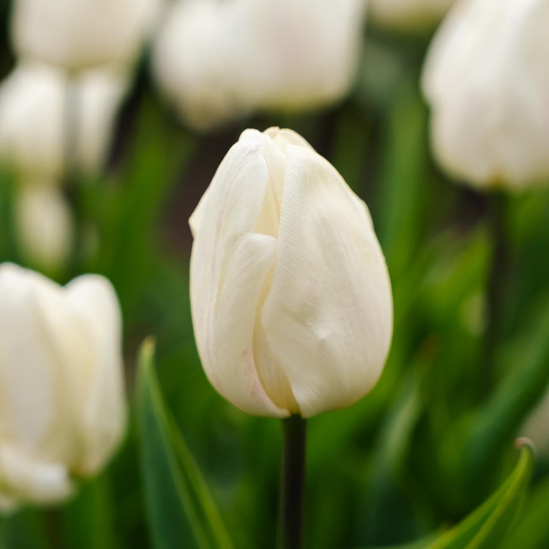 Tulipan 'White Prince'