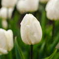 Tulipan 'White Prince'