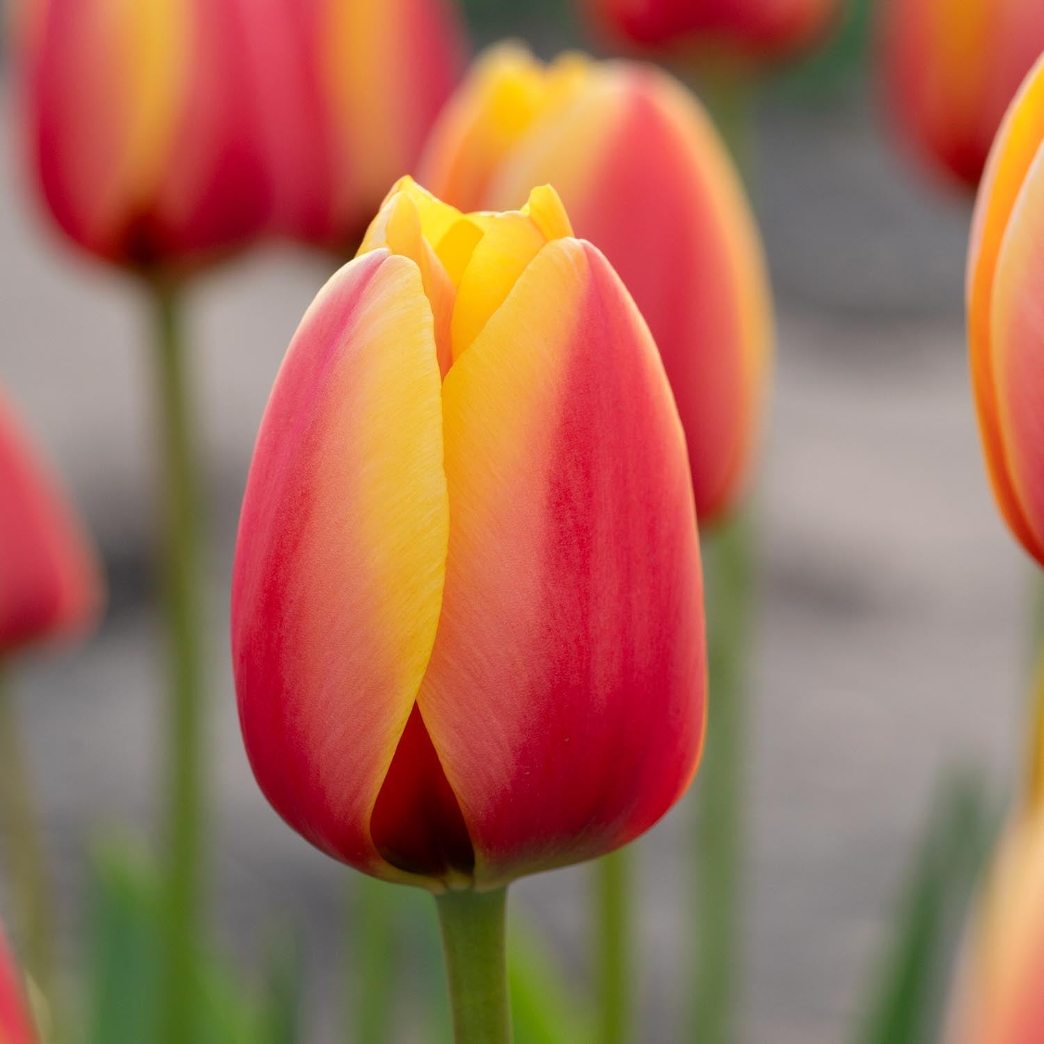 Tulipan 'World Peace'