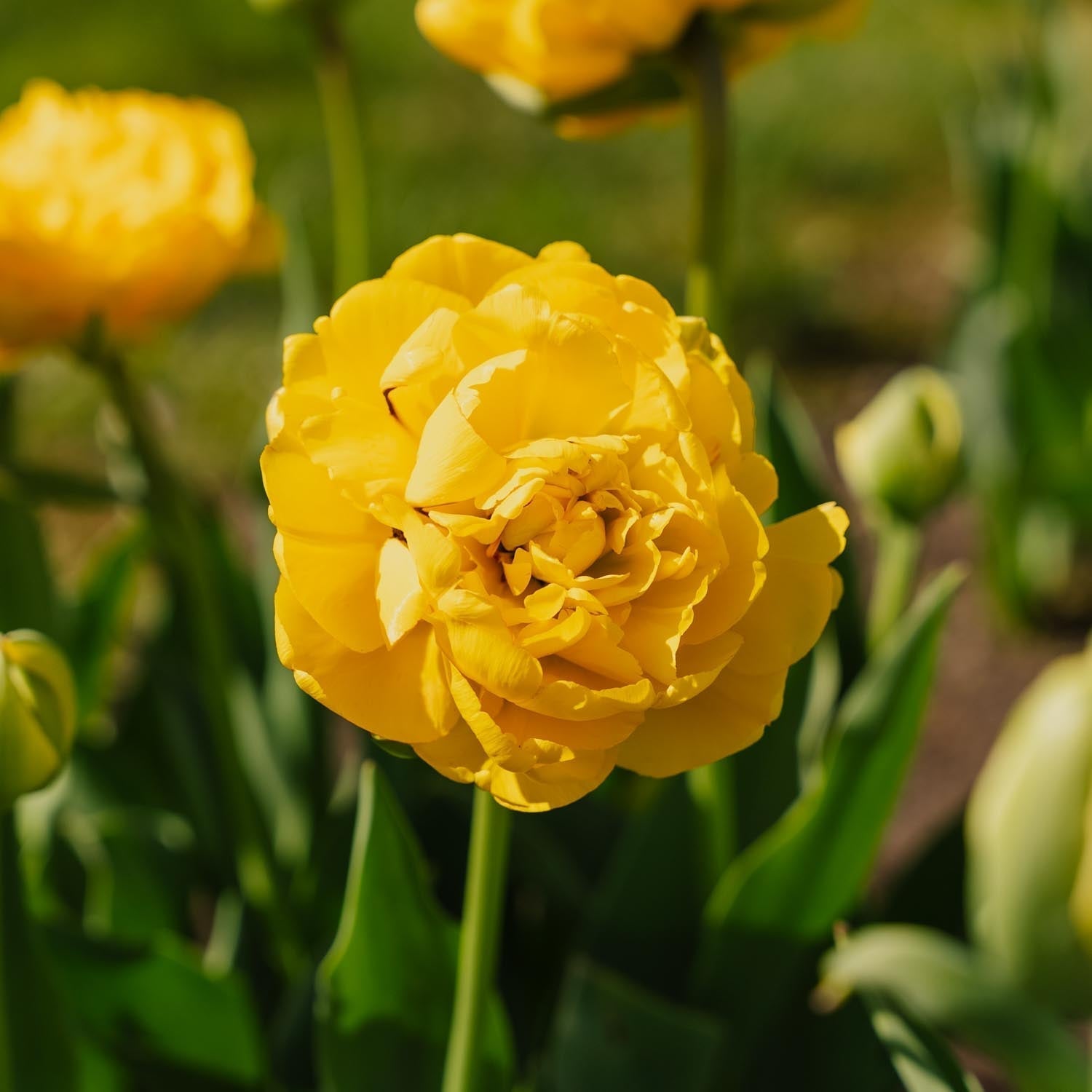 Tulipan 'Yellow Pomponette'
