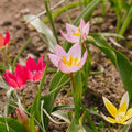 Tulipanblanding 'Botanical Mixed'