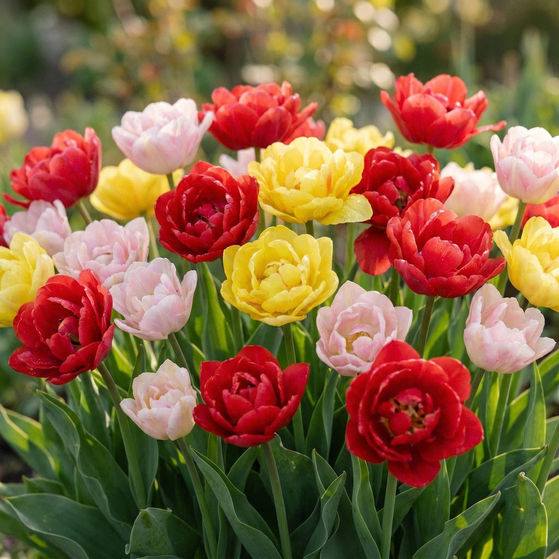 Tulipanblanding 'Dance Bouquet Mix'