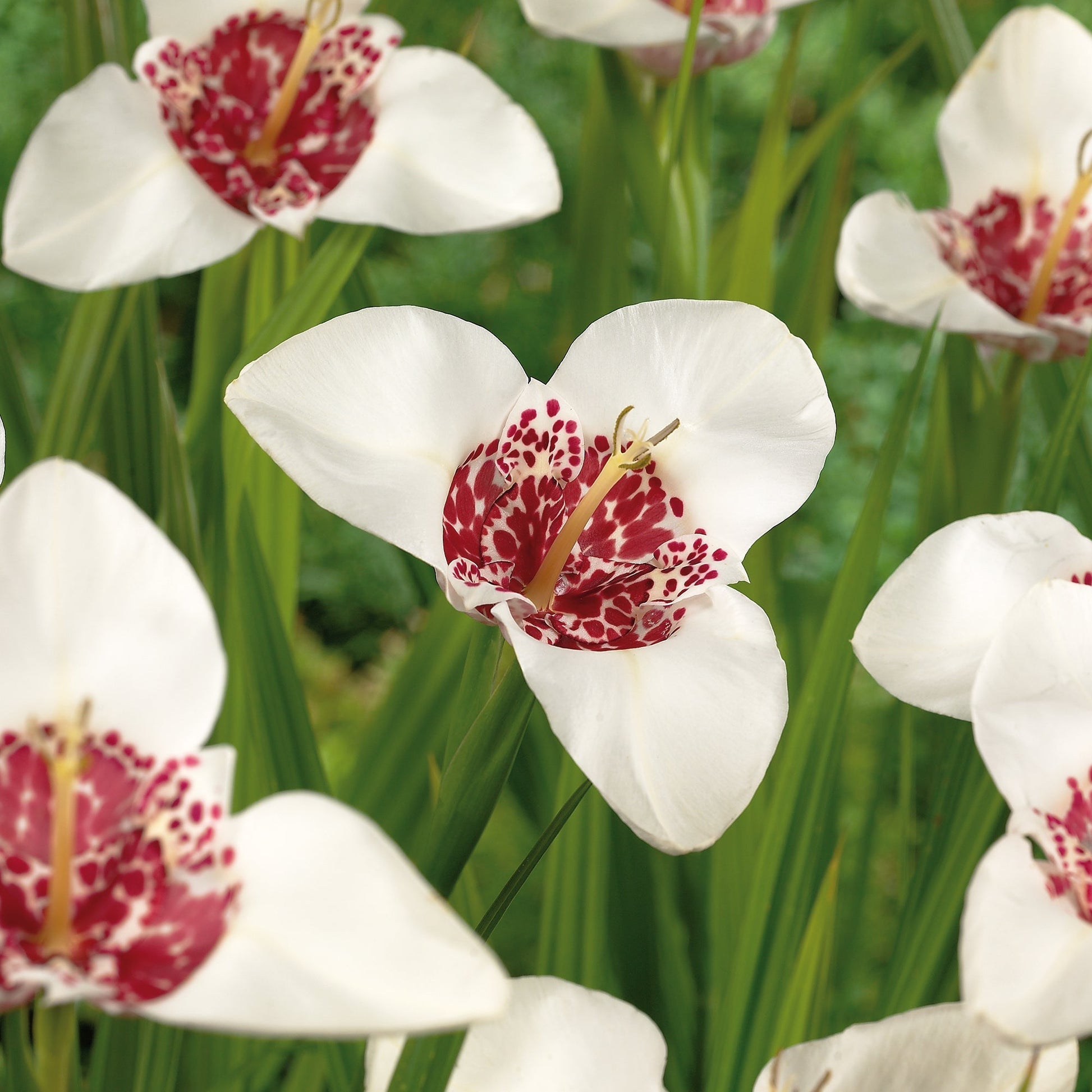 Tygrysówka, Tigridia 'Alba'