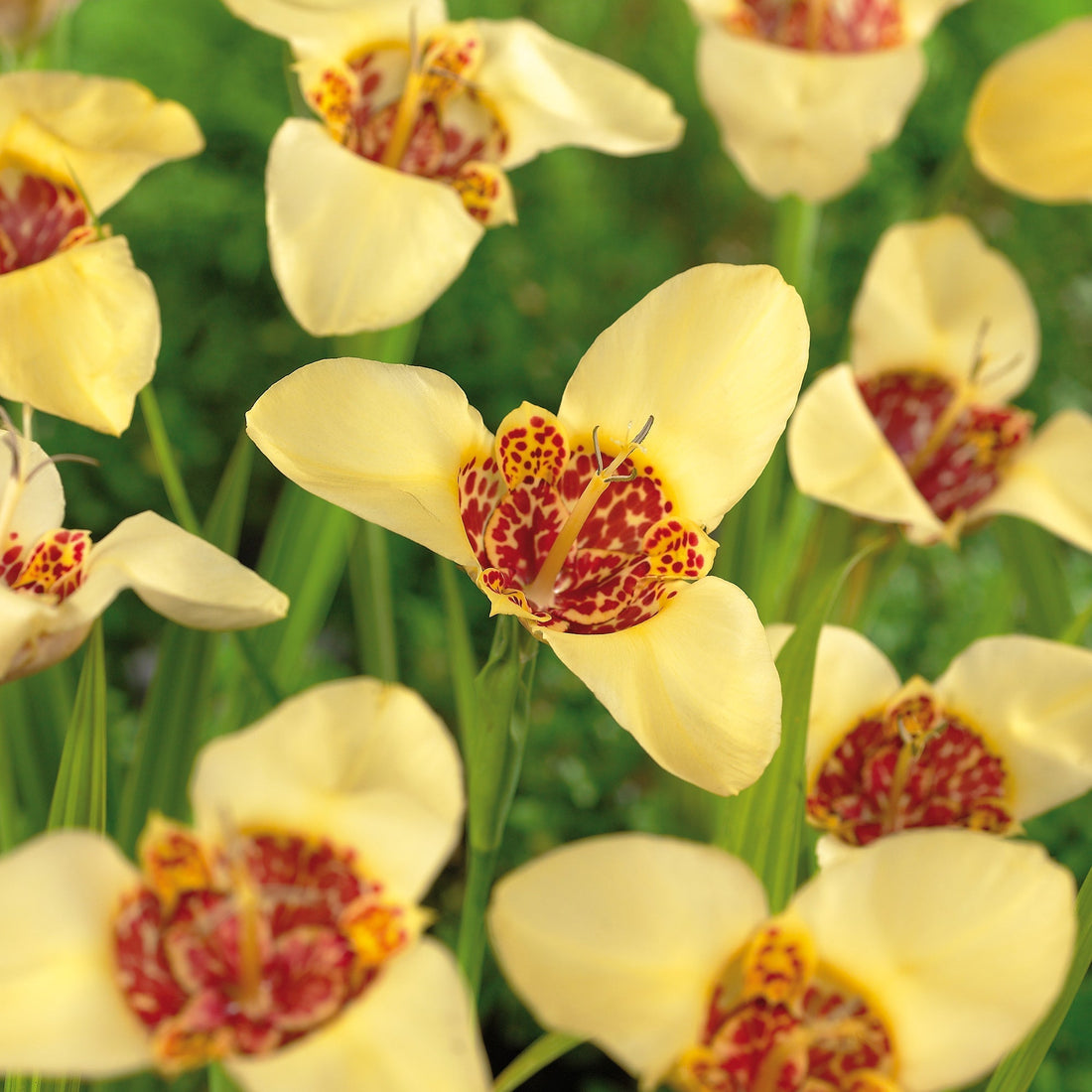 Tygrysówka, Tigridia 'Canariensis'