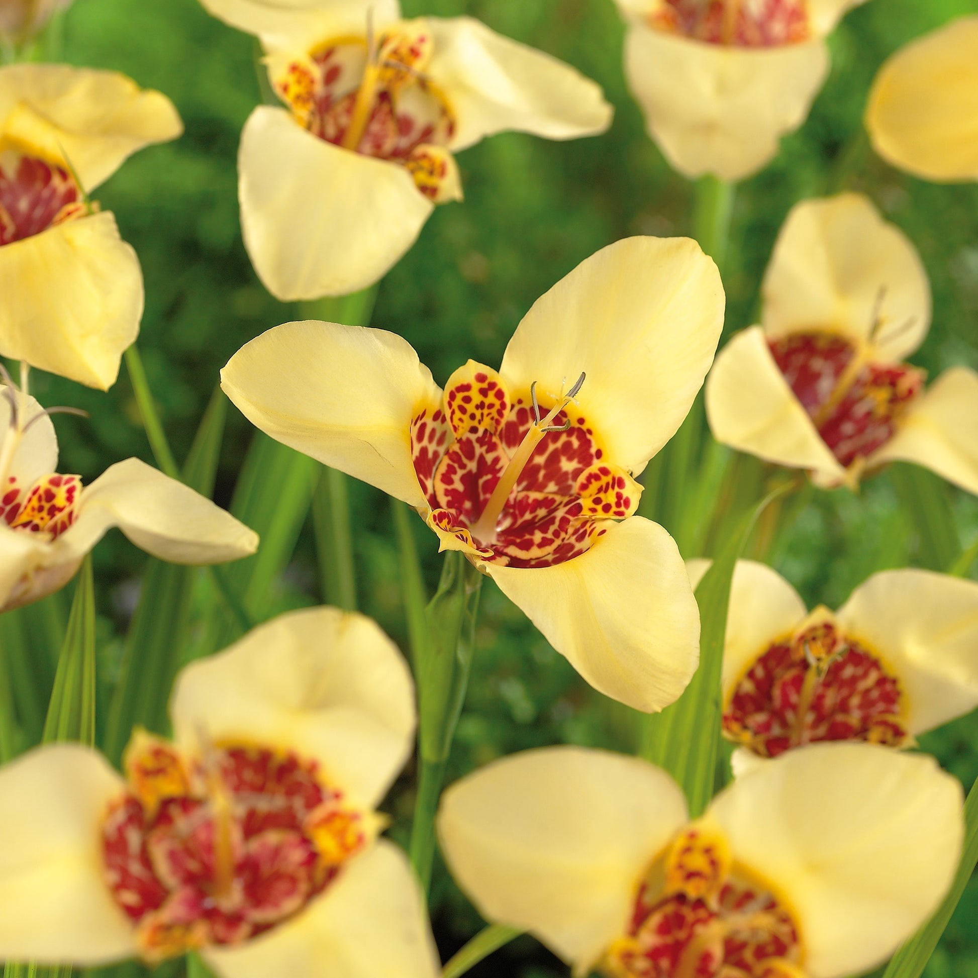 Tygrysówka, Tigridia 'Canariensis'