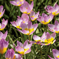 Warstwowa kompozycja cebulek 'Ballerina Garden'
