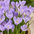 Warstwowa kompozycja cebulek 'Ballerina Garden'