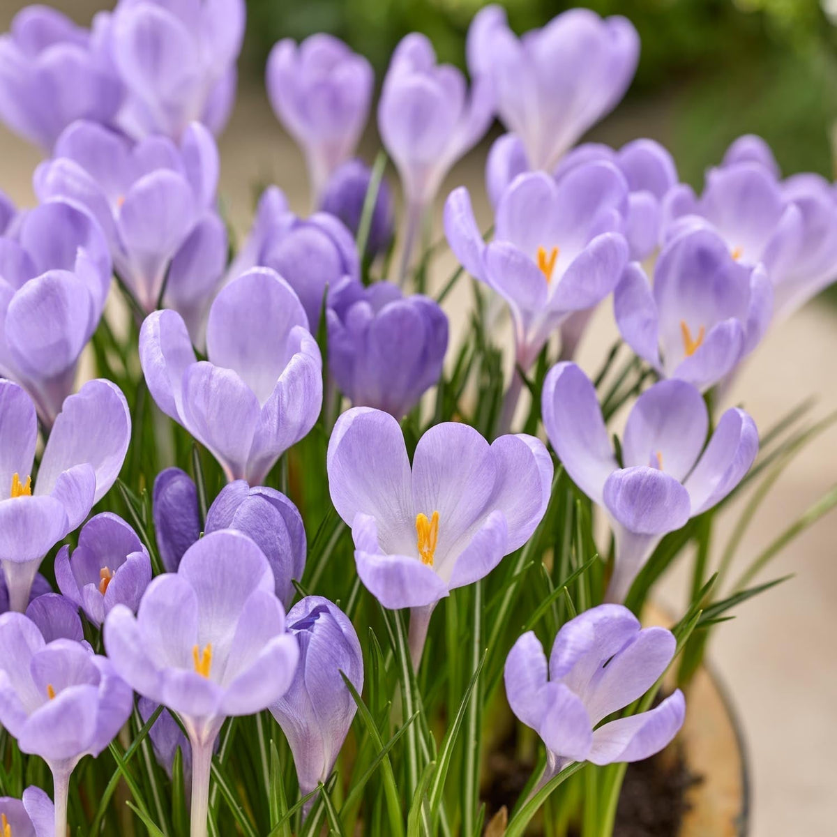 Warstwowa kompozycja cebulek 'Ballerina Garden'