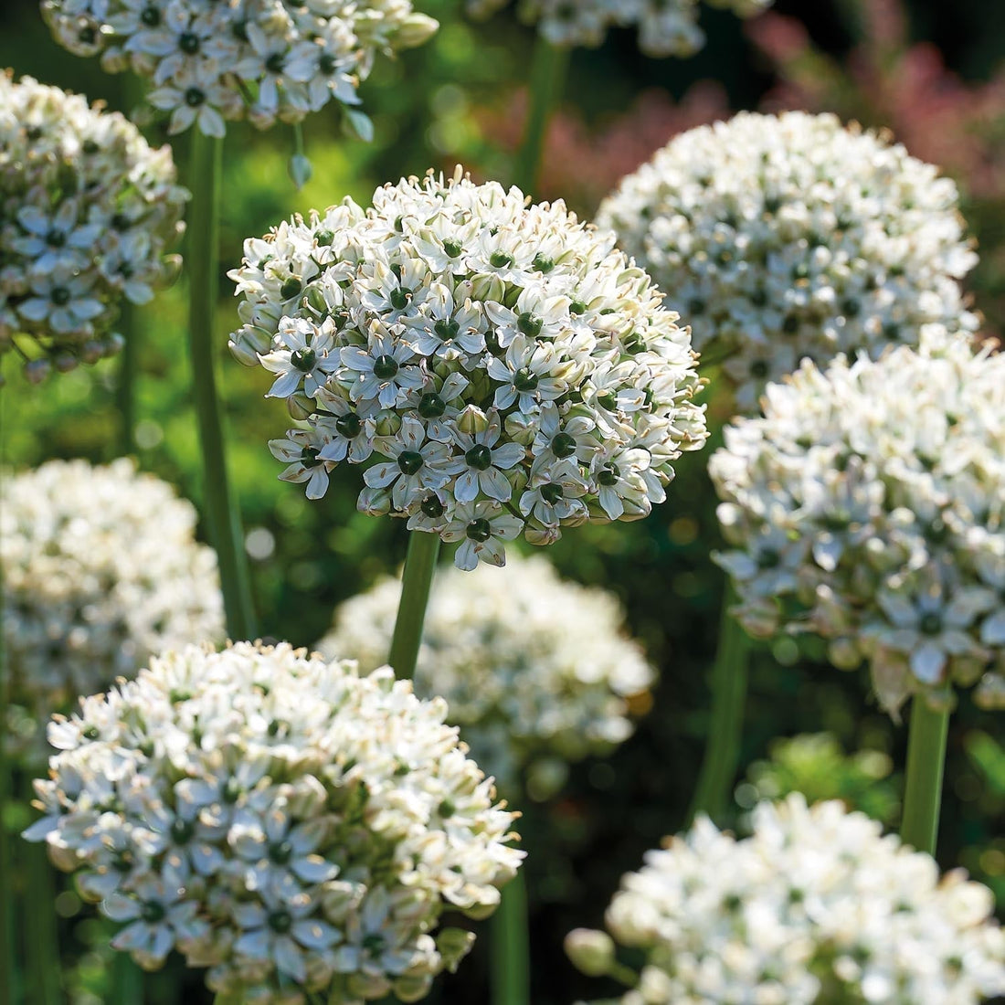 Warstwowa kompozycja cebulek 'Black & White Elegance'