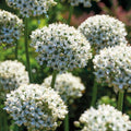 Warstwowa kompozycja cebulek 'Black & White Elegance'