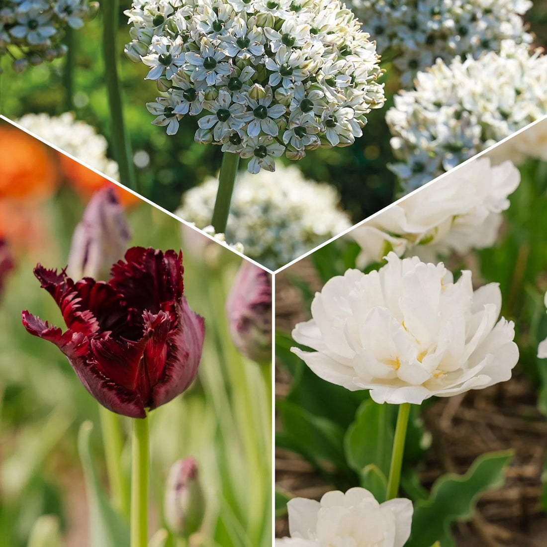 Warstwowa kompozycja cebulek 'Black & White Elegance'
