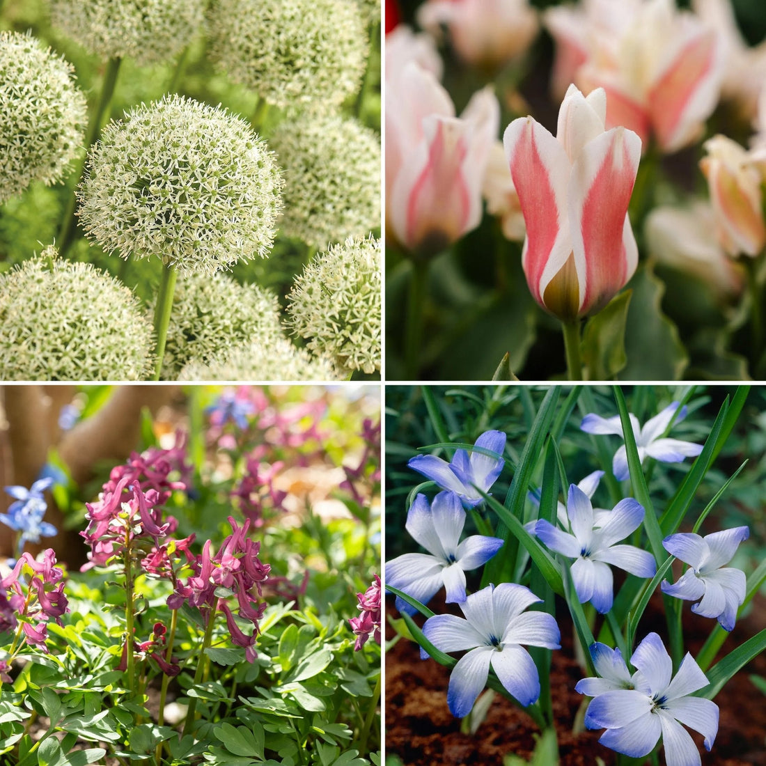 Warstwowa kompozycja cebulek 'Bunting'