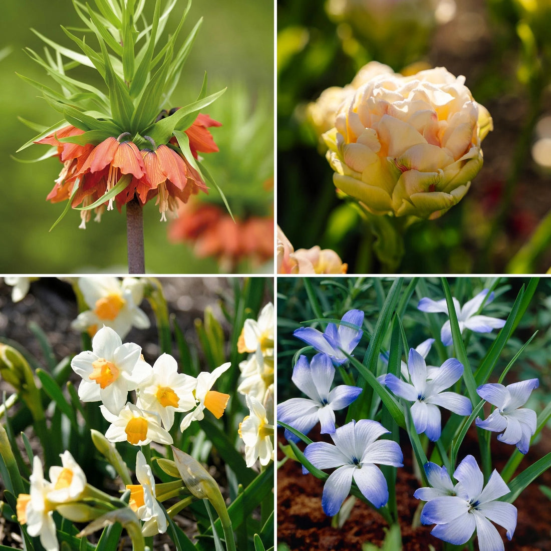 Warstwowa kompozycja cebulek 'Canary Wharf Garden'