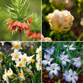 Warstwowa kompozycja cebulek 'Canary Wharf Garden'