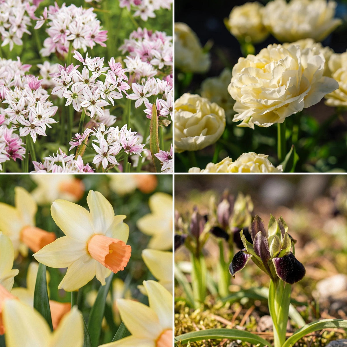 Warstwowa kompozycja cebulek 'Chalk Garden'
