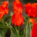 Warstwowa kompozycja cebulek 'Clementine Grove'