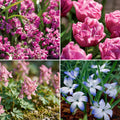 Warstwowa kompozycja cebulek 'Confetti Garden'