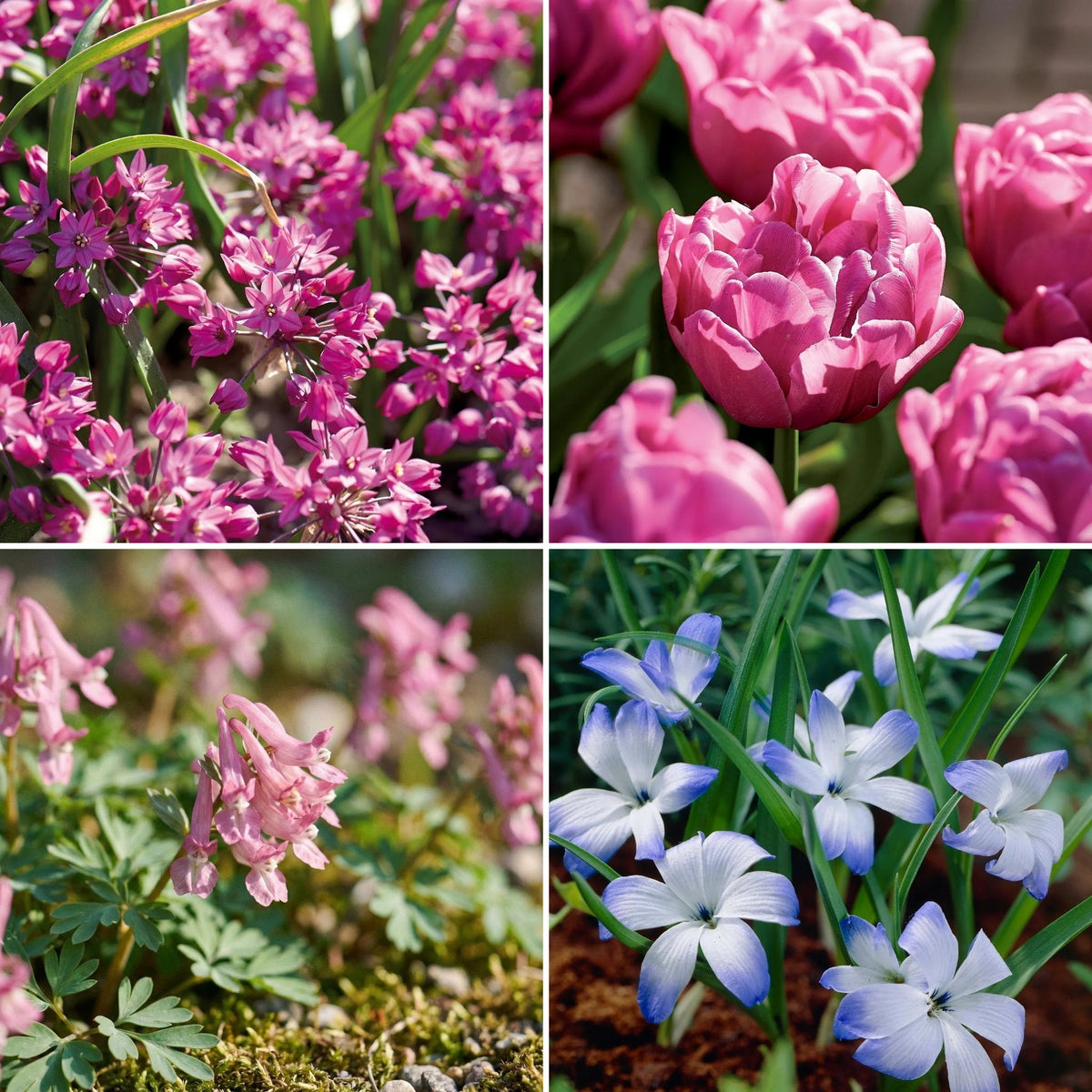Warstwowa kompozycja cebulek 'Confetti Garden'