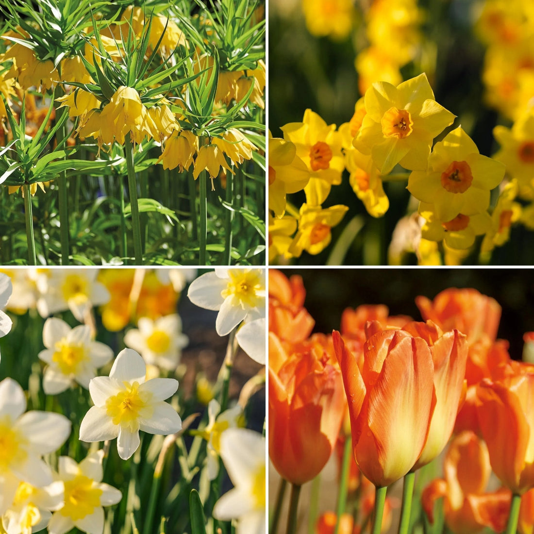 Warstwowa kompozycja cebulek 'Golden Spring'