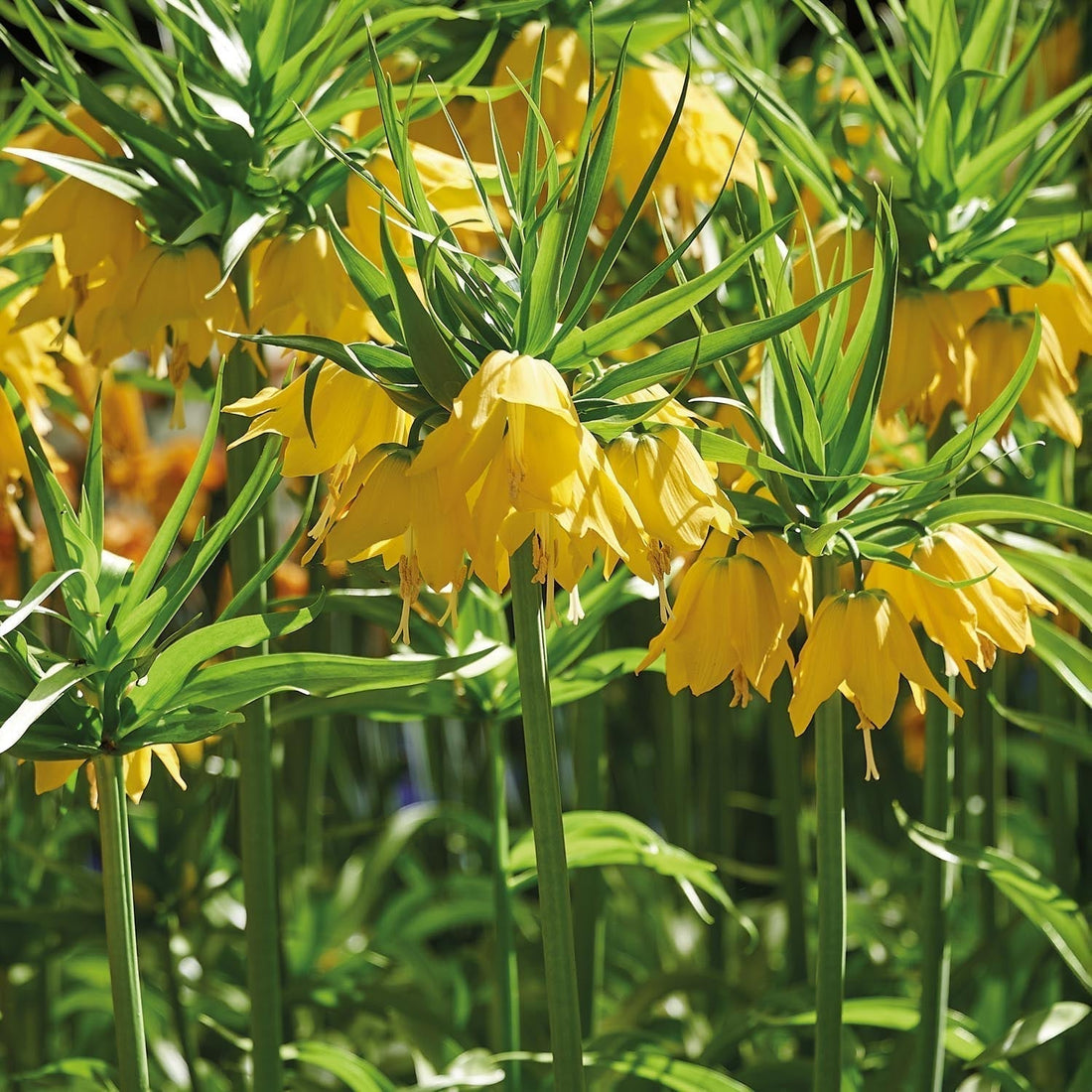 Warstwowa kompozycja cebulek 'Golden Spring'
