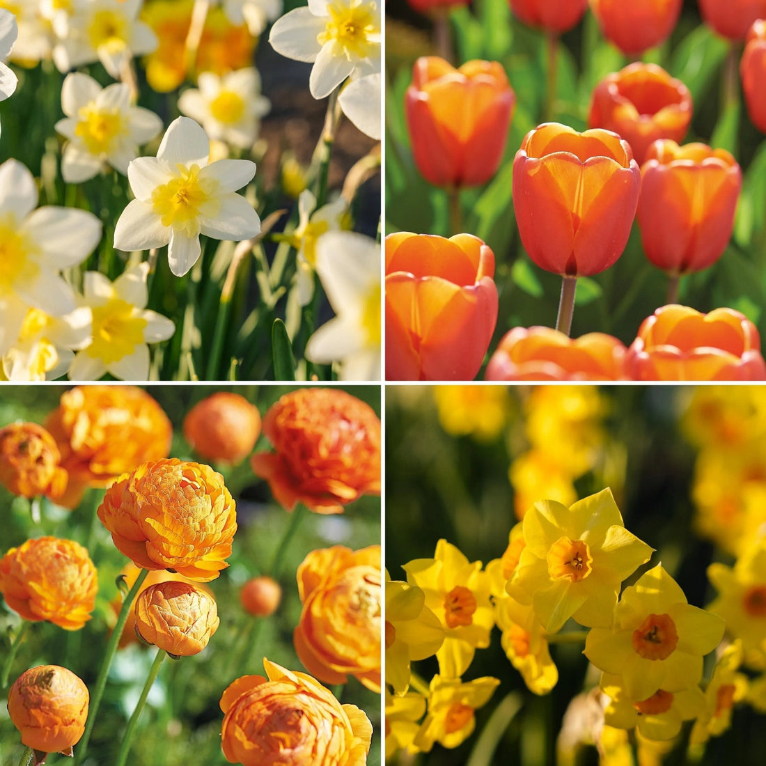 Warstwowa kompozycja cebulek 'Golden Spring'