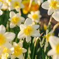 Warstwowa kompozycja cebulek 'Golden Spring'