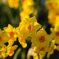 Warstwowa kompozycja cebulek 'Golden Spring'