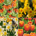 Warstwowa kompozycja cebulek 'Golden Spring'