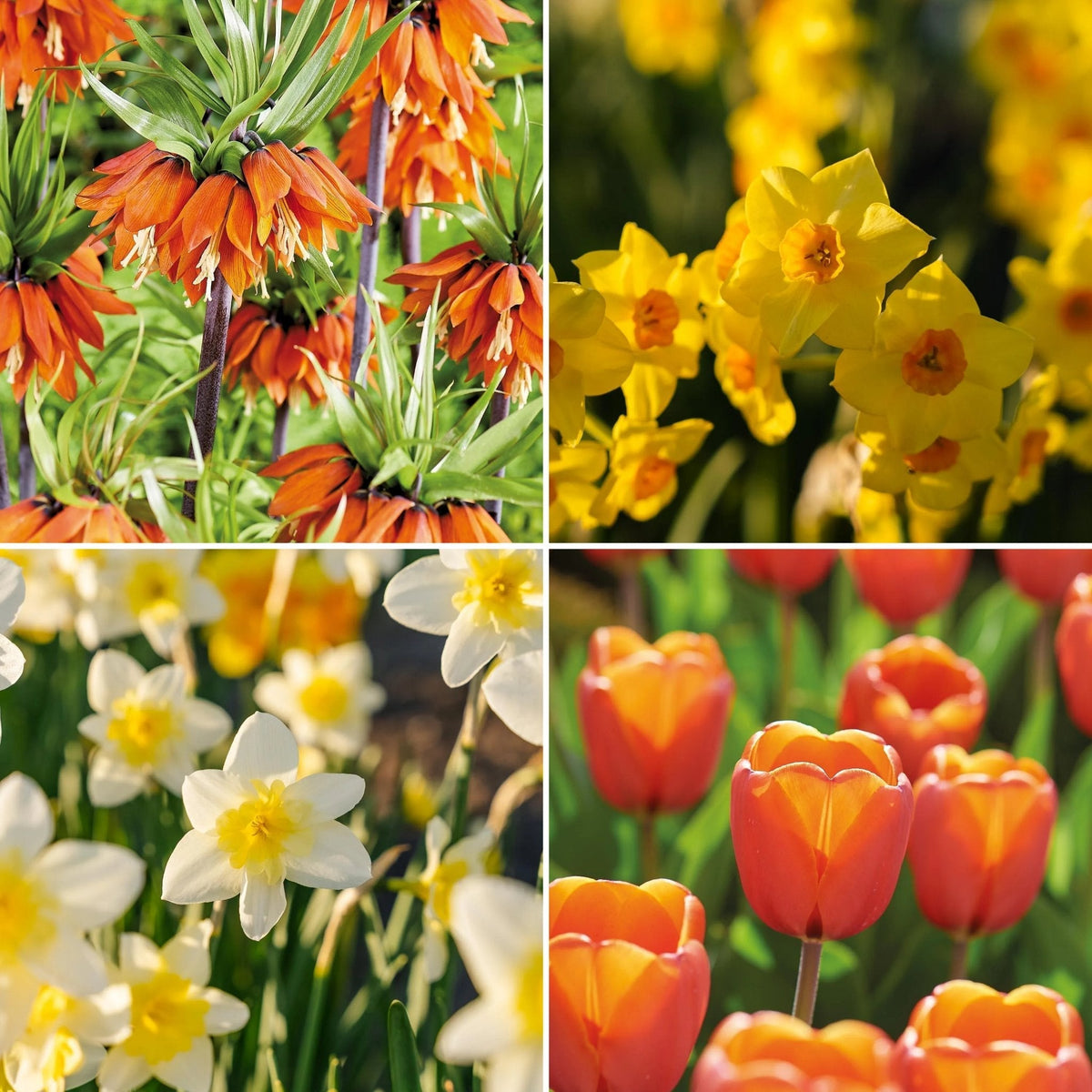 Warstwowa kompozycja cebulek 'Golden Spring'