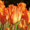 Warstwowa kompozycja cebulek 'Golden Spring'