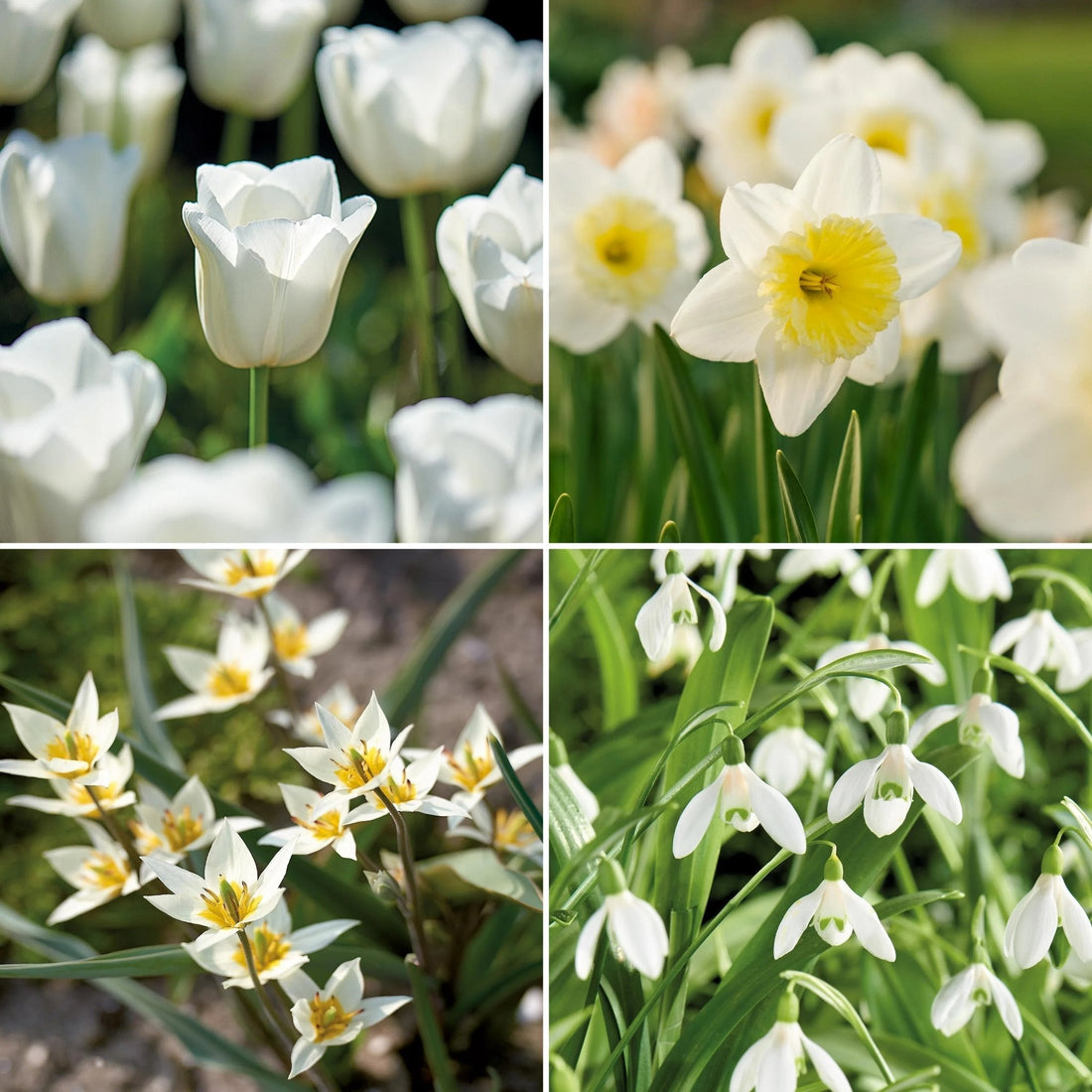Warstwowa kompozycja cebulek 'Ivory Lace'