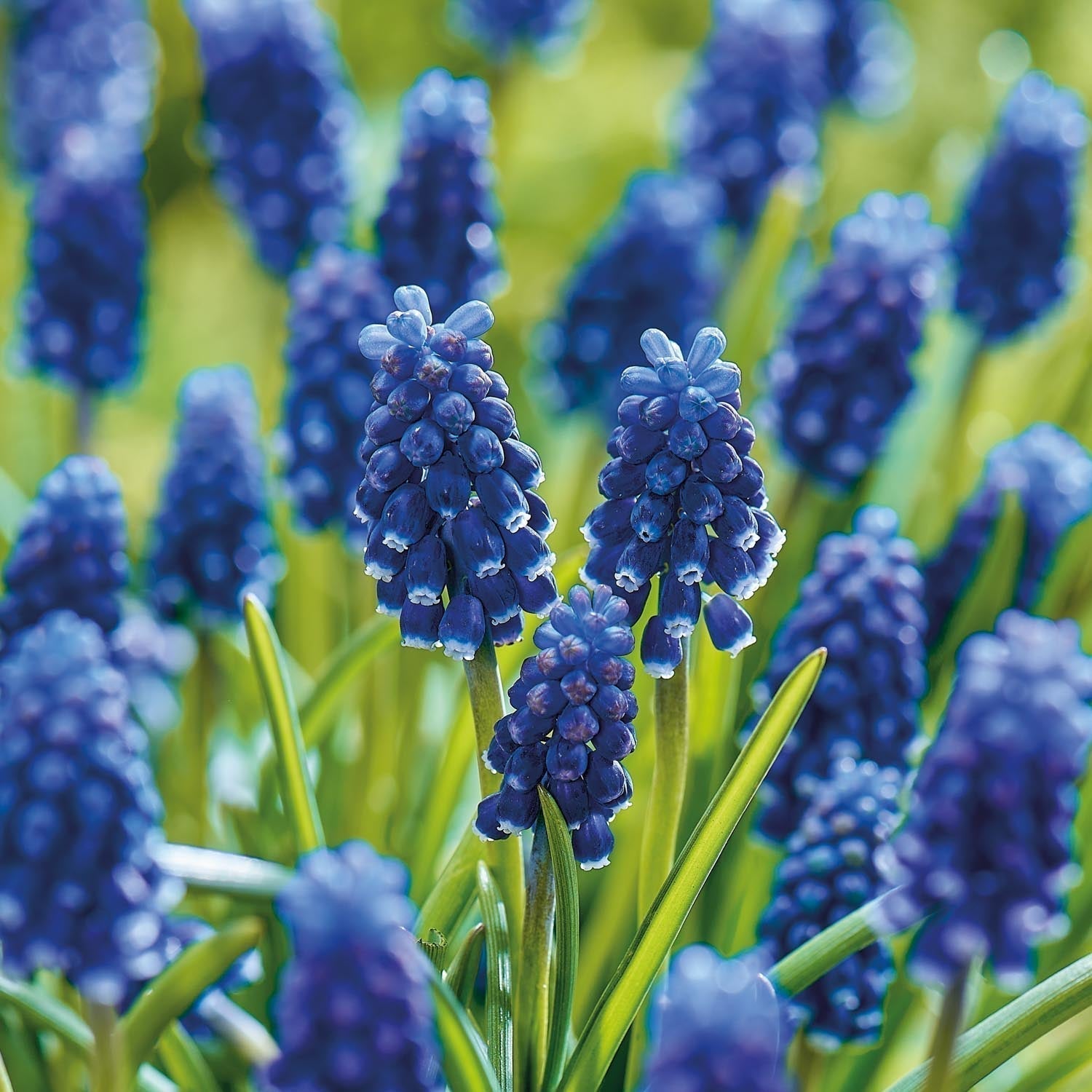 Warstwowa kompozycja cebulek 'Midnight Blue'