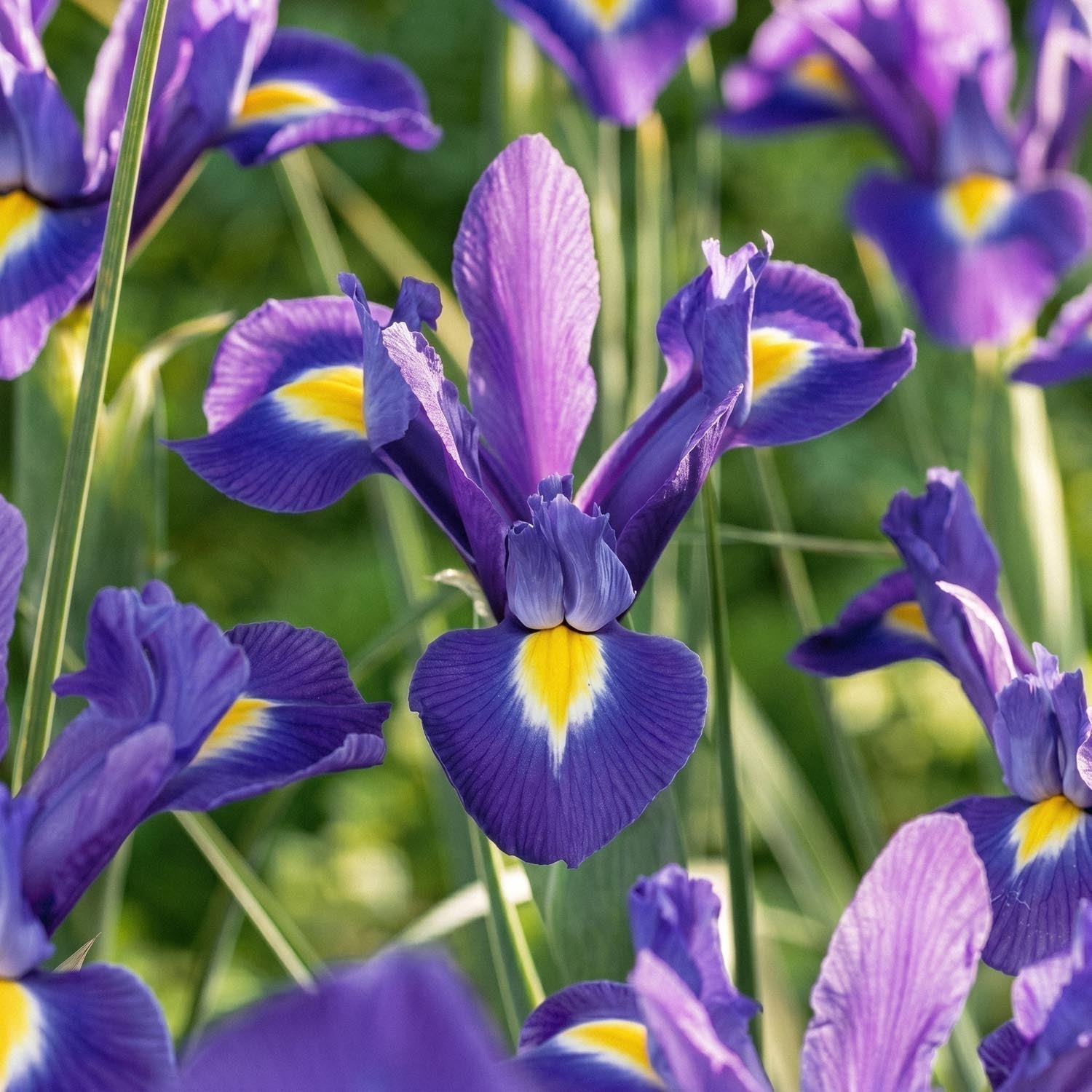 Warstwowa kompozycja cebulek 'Midnight Blue'