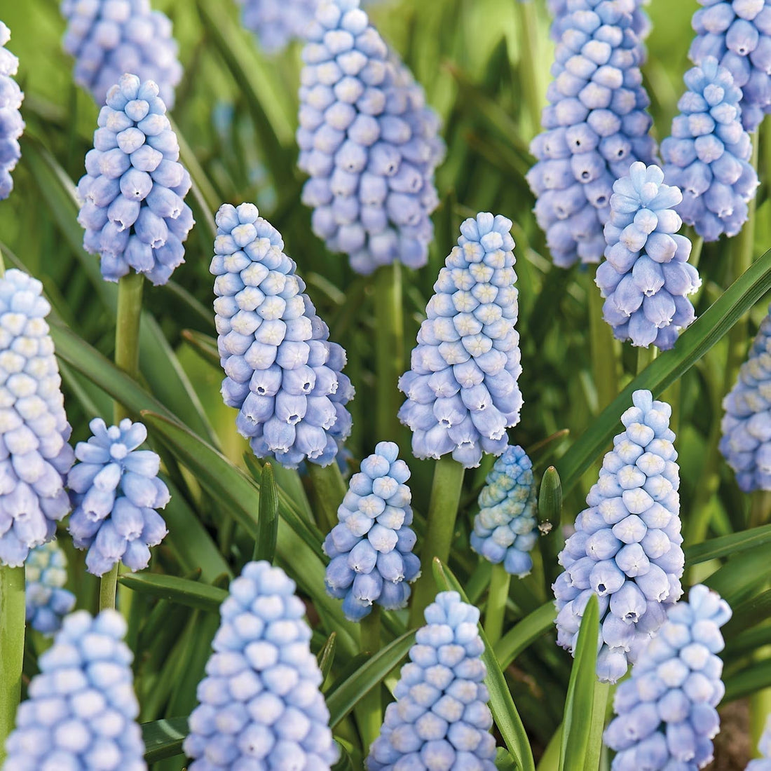 Warstwowa kompozycja cebulek 'Midnight Blue'
