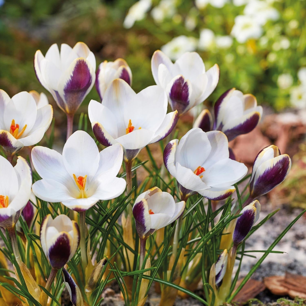 Warstwowa kompozycja cebulek 'Moonflower'