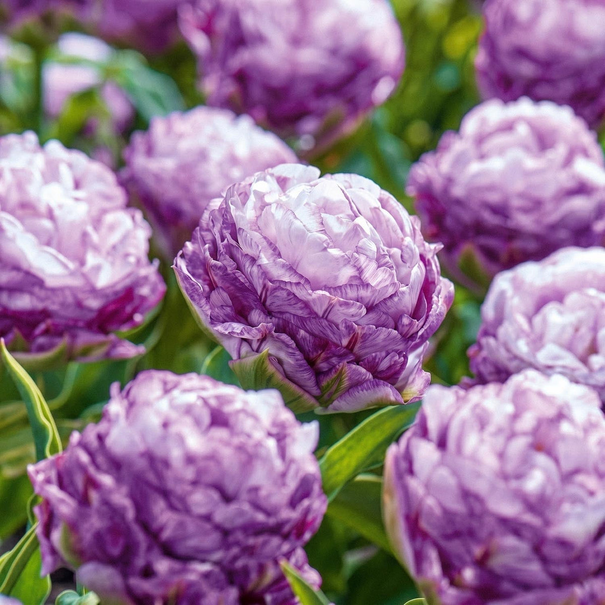 Warstwowa kompozycja cebulek 'Patchwork Quilt'