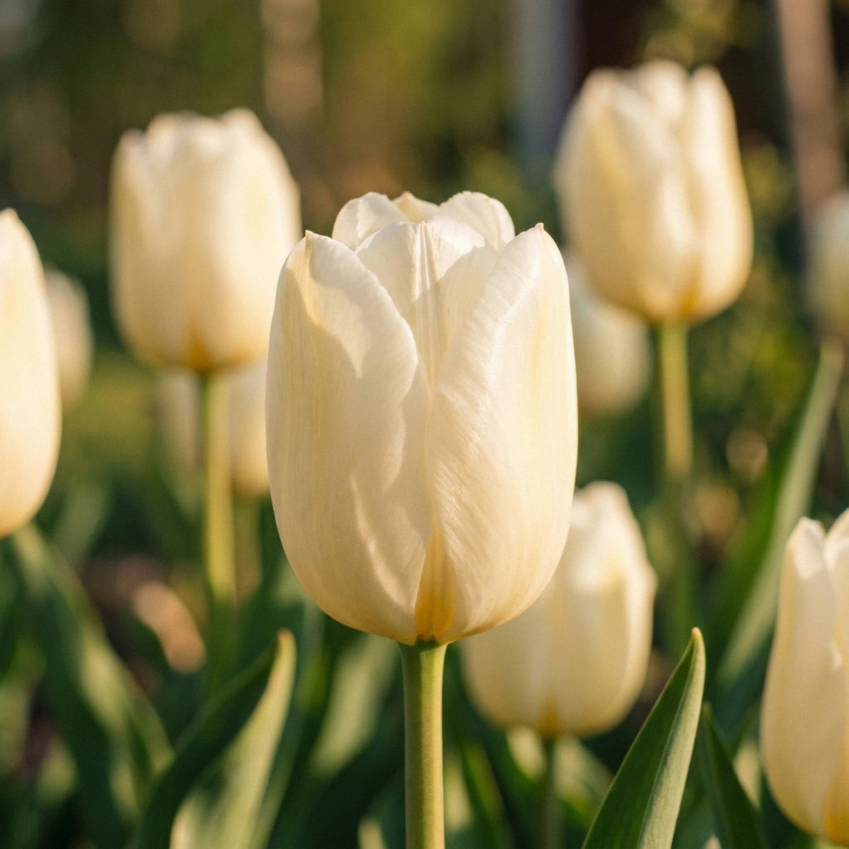 Warstwowa kompozycja cebulek 'Porcelain'