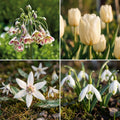 Warstwowa kompozycja cebulek 'Porcelain'