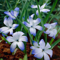 Warstwowa kompozycja cebulek 'Prairie Starlight'